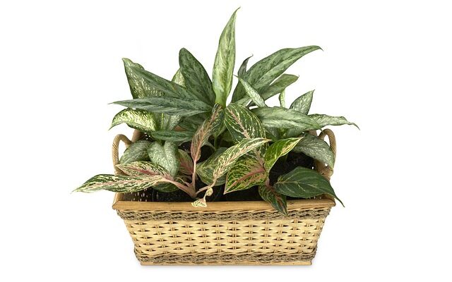 Kesalahan Penyebab Kematian Aglaonema