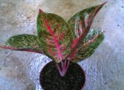 Cara Pemisahan Anakan Aglaonema