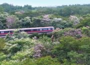 Tabebuia, Sering Jadi Tanaman Utama dalam Taman