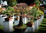 Tips Merawat Bonsai agar Tumbuh Cantik