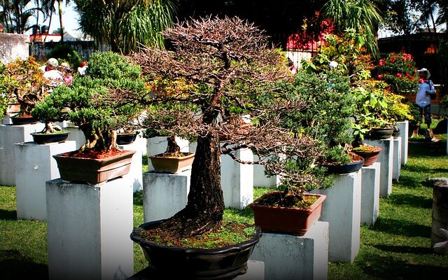 Tips Merawat Bonsai agar Tumbuh Cantik