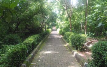 Jalan Setapak di Hutan Kota Srengseng