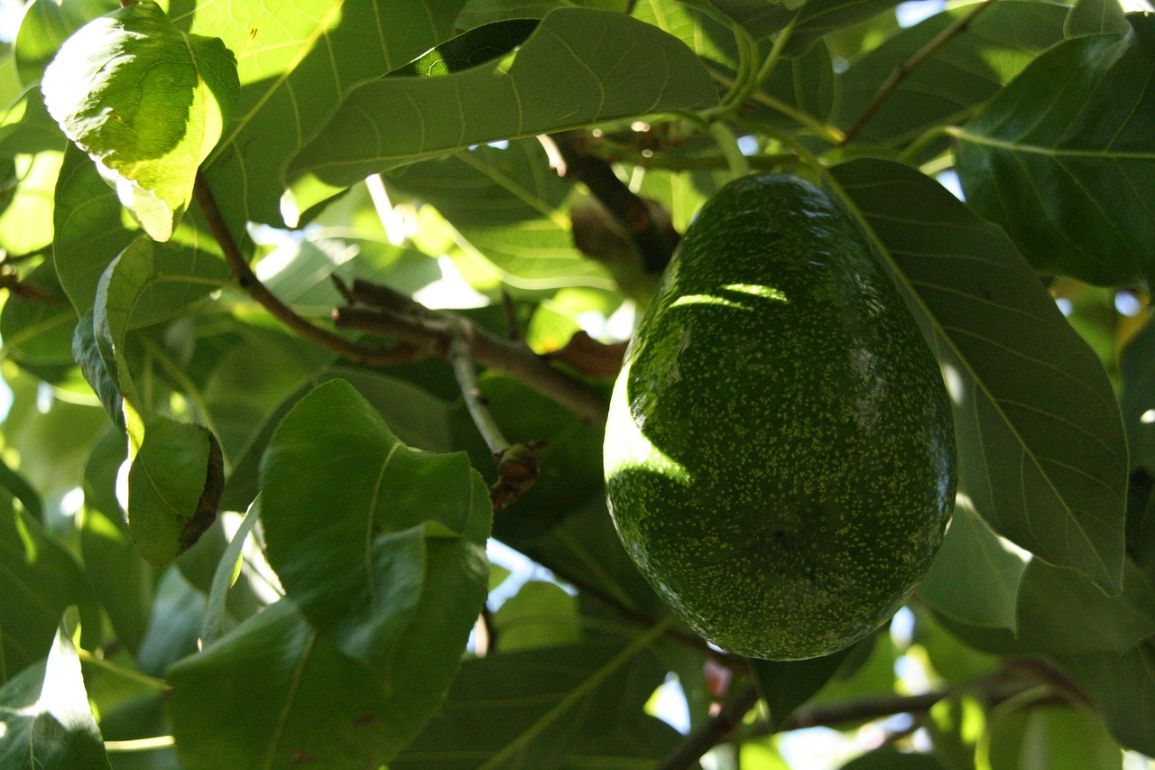 Pohon Alpukat (Gambar oleh Alanyadk dari Pixabay)