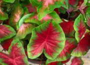 Cara Membuat Daun Caladium Tampil Memukau