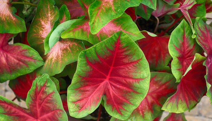 Cara Membuat Daun Caladium Tampil Memukau