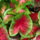 Caladium (Gambar oleh mschiffm dari Pixabay)