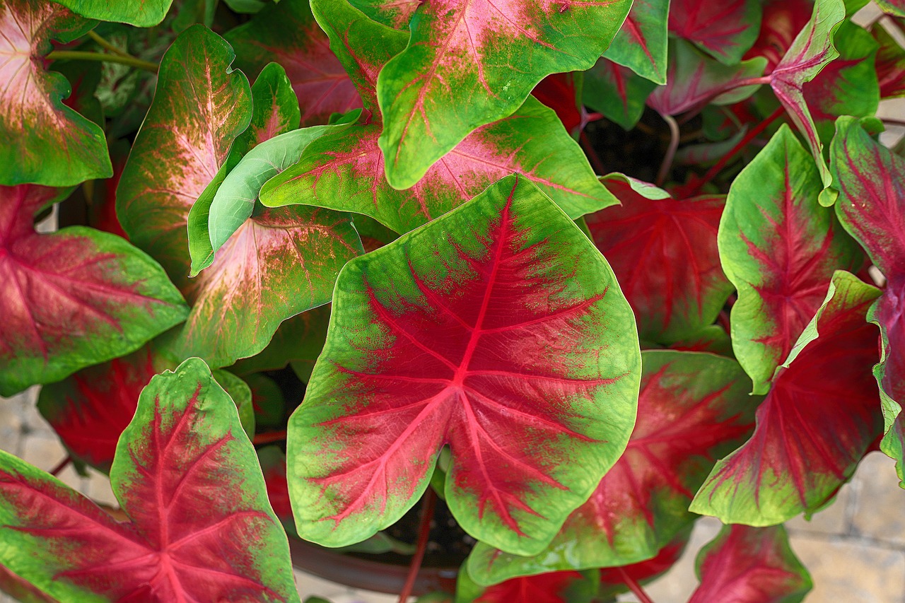 Caladium (Gambar oleh mschiffm dari Pixabay)