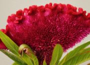 Bunga Celosia untuk Tanaman Hamparan