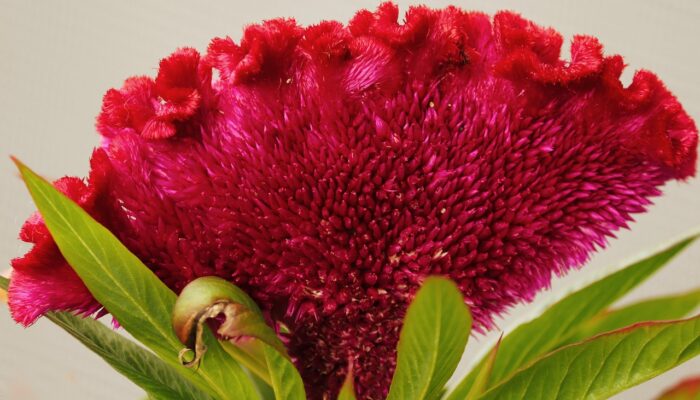 Bunga Celosia untuk Tanaman Hamparan