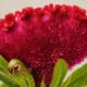 Celosia Argentea (Gambar oleh Manfred Richter dari Pixabay)