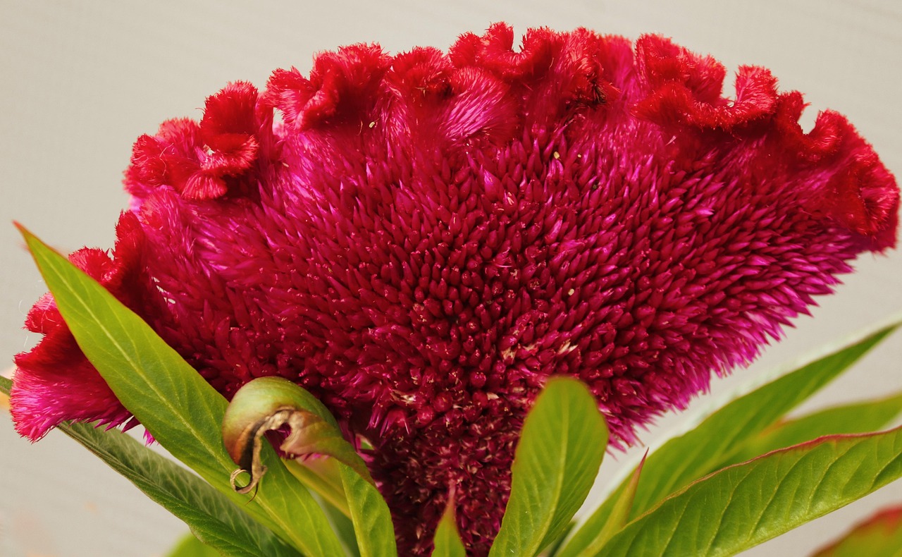 Celosia Argentea (Gambar oleh Manfred Richter dari Pixabay)