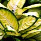 Daun Aglaonema (Gambar oleh hartono subagio dari Pixabay)