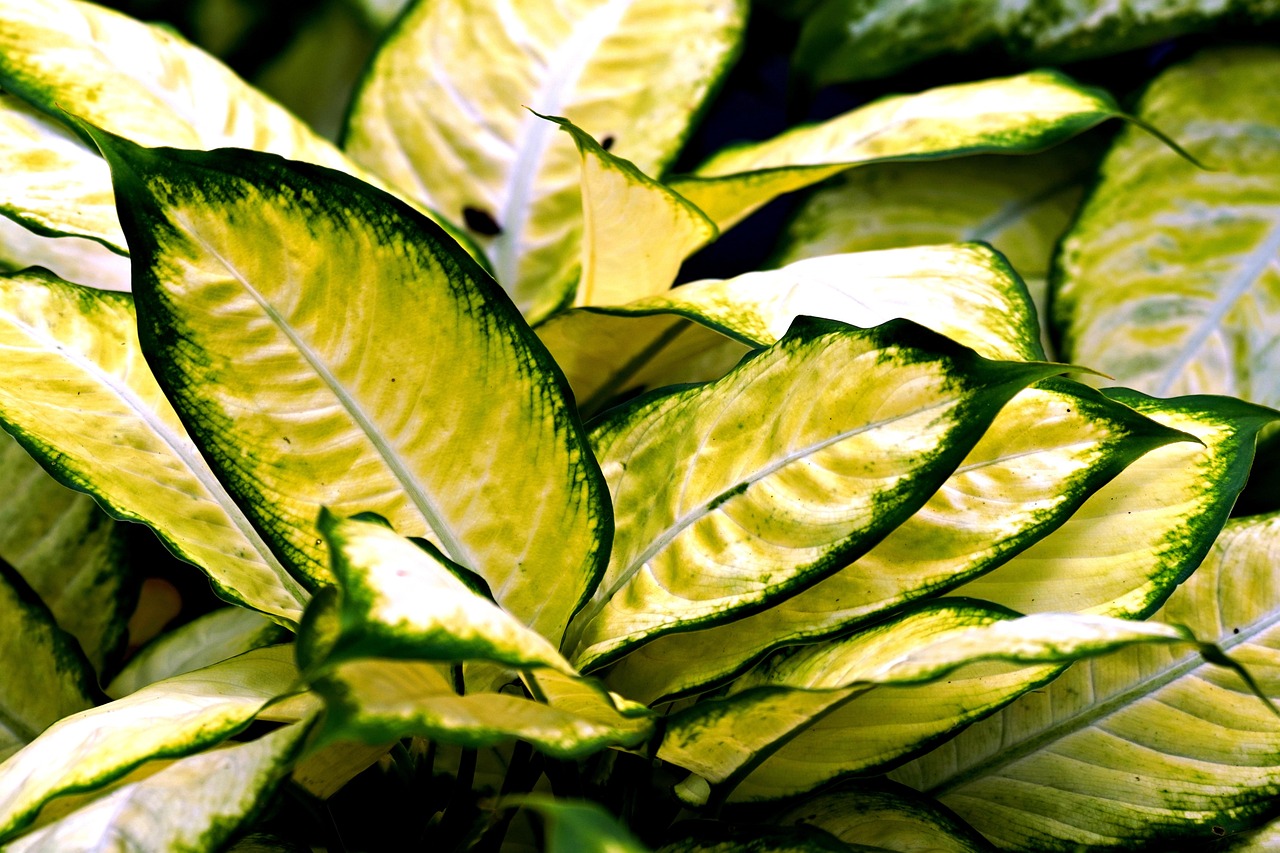 Daun Aglaonema (Gambar oleh hartono subagio dari Pixabay)